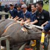 Semarak Idul Adha 1447 Hijriah, BP Batam Sembelih 33 Hewan Kurban Tingkatkan Kepedulian Sosial