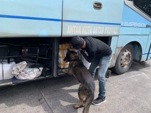 6 Anjing K9 Bantu Lacak Peredaran Narkoba di Pelabuhan Bakauheni