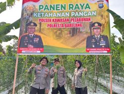 Polsek KKP Batam Panen Raya di Kebun Ketahanan Pangan, Wujudkan Swasembada Pangan