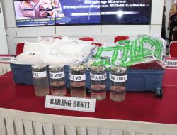 Upaya Penyelundupan Benih Lobster Digagalkan Satreskrim Polresta Barelang di Pelabuhan Internasional Sekupang, Batam