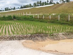 Imbas Pembangunan Proyek Tol Ratusan Hektar Sawah di Nagari Parit Malintang Tertimbun Pasir, Petani Gagal Panen