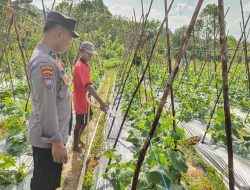 Bhabinkamtibmas Kelurahan Kibing Dukung Program Ketahanan Pangan Lewat Pendampingan Petani Kacang Panjang