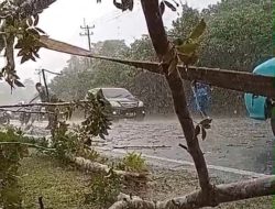 Bhabikamtibmas Sigap Evakuasi Pohon Tumbang Meski Hujan Deras di Sertai Petir