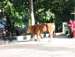 Kapolresta Barelang Hadiri Kegiatan Pemotongan Hewan Qurban di Hari Raya Idul Adha 1446 H