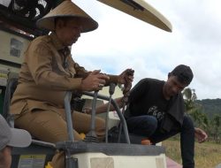 Bupati Bersama Forkopimda Taput Panen Raya Padi di Purbatua