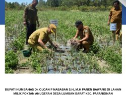 Bupati Humbahas Panen Bawang Merah di Paranginan