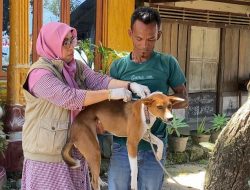 Penanganan Cepat Kasus Gigitan Anjing Rabies di Nagari Anduriang, 10 Warga Jadi Korban