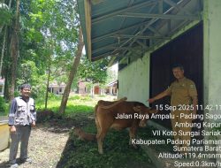 Kampung Limousin Padang Pariaman, Sentra Pengembangan Sapi Potong Unggulan