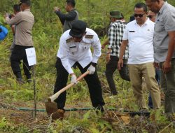 Bupati Tapanuli Utara Canangkan Penanaman Sejuta Pohon Durian untuk Pemulihan Pascabencana