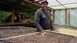 Dari Pegunungan Papua, Aroma Kopi Tiom Tembus Pasar Nasional Lewat Program PLN Peduli