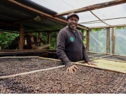 Dari Pegunungan Papua, Aroma Kopi Tiom Tembus Pasar Nasional Lewat Program PLN Peduli