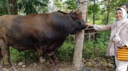 Sapi Kurban Presiden Prabowo untuk Padang Pariaman Berbobot 960 Kilogram, Akan Disembelih di Masjid Ilham Sungai Geringging