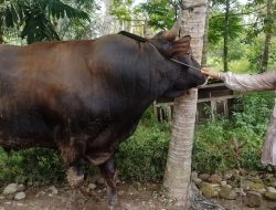 Sapi Kurban Presiden Prabowo untuk Padang Pariaman Berbobot 960 Kilogram, Akan Disembelih di Masjid Ilham Sungai Geringging