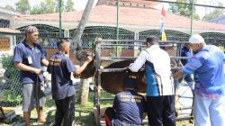Semangat Idul Adha 1447 H, Lapas Batam Sembelih 8 Hewan Qurban