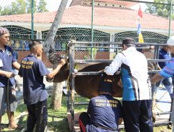 Semangat Idul Adha 1447 H, Lapas Batam Sembelih 8 Hewan Qurban