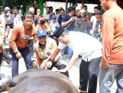 Sapi Kurban Presiden Prabowo 960 Kilogram Disembelih di Padang Pariaman, Warga Padati Masjid Ilham