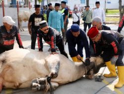 Pemko Batam Salurkan 66 Hewan Kurban, Distribusi hingga ke Wilayah Hinterland