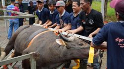 Semarak Idul Adha 1447 Hijriah, BP Batam Sembelih 33 Hewan Kurban Tingkatkan Kepedulian Sosial