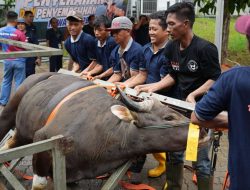 Semarak Idul Adha 1447 Hijriah, BP Batam Sembelih 33 Hewan Kurban Tingkatkan Kepedulian Sosial
