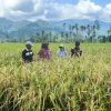 Sawah Terdampak Bencana di Padang Pariaman Kembali Produktif
