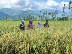 Sawah Terdampak Bencana di Padang Pariaman Kembali Produktif
