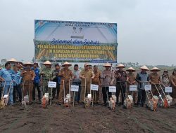 Tanam Jagung 10 Hektare, Pemkab Taput Dorong Sijaba Jadi Kawasan Pertanian Terpadu