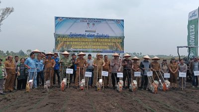 Tanam Jagung 10 Hektare, Pemkab Taput Dorong Sijaba Jadi Kawasan Pertanian Terpadu